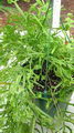 Brake Fern, Cretan Brake,سرخس پنجه ای
